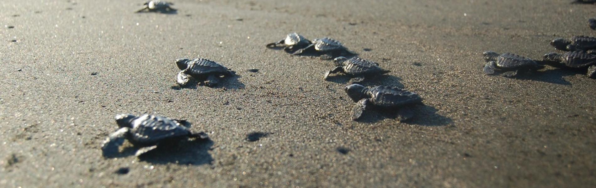 Baby sea turtles crawling across sand towards the ocean.