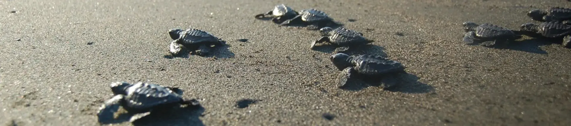 Baby sea turtles on the sand headed towards the ocean