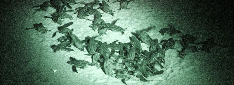 baby-sea-turtle-boil.jpg