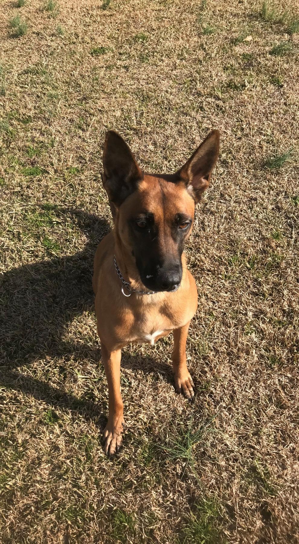 Picture of Police K9 Kilo